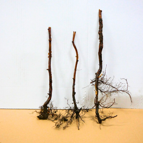 Malina żółta Plant Pack