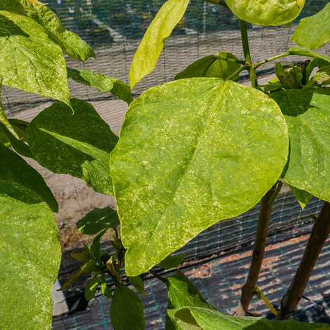 Katalpa szczepiona na pniu Pulweranta