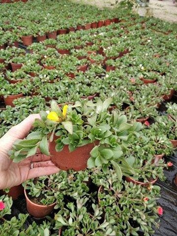 Portulaka zwisająca żółta