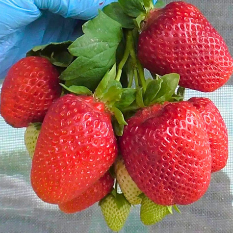 Truskawka Fenella sadzonki truskawek Frigo późna odmiana 10 szt