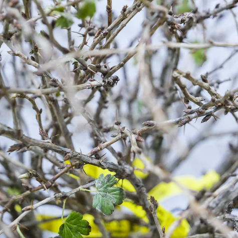 Agrest biały Puszkińskij Plant Pack