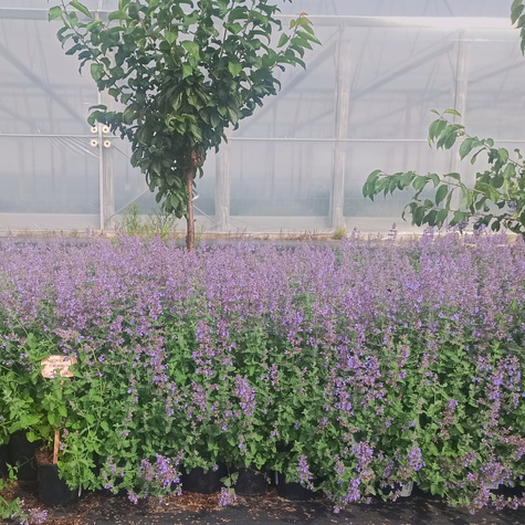 Kocimiętka Faassena Six Hills Giant