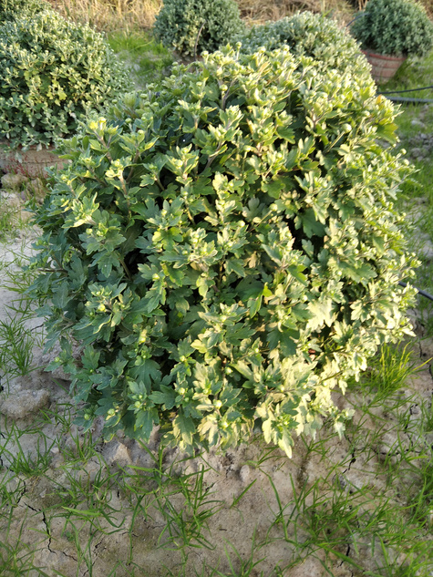 Chryzantema drobnokwiatowa żółta DUŻA ROŚLINA