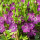 Barwinek pospolity Atropurpurea (C2)