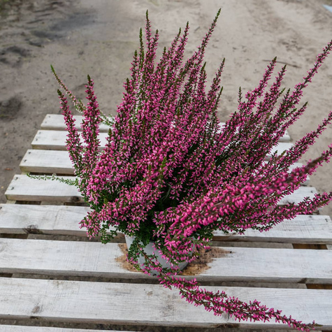 Wrzos pospolity różowy pączkowy