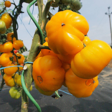 Pomidor wysoki pod osłony i do gruntu Yellowstone 0,5g