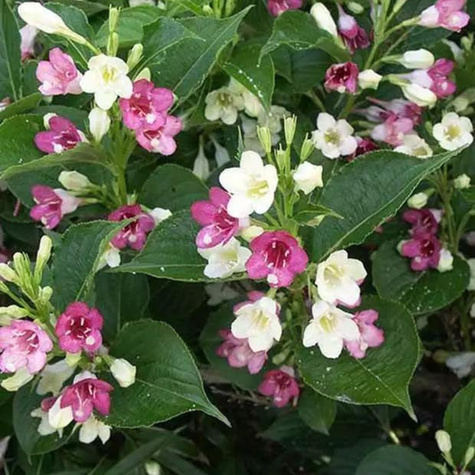 Krzewuszka cudowna Marjorie (C2)