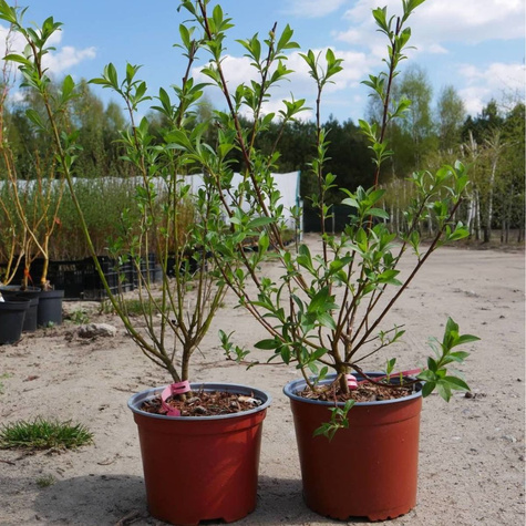 Wierzba wiotka mt aso NP (C2)