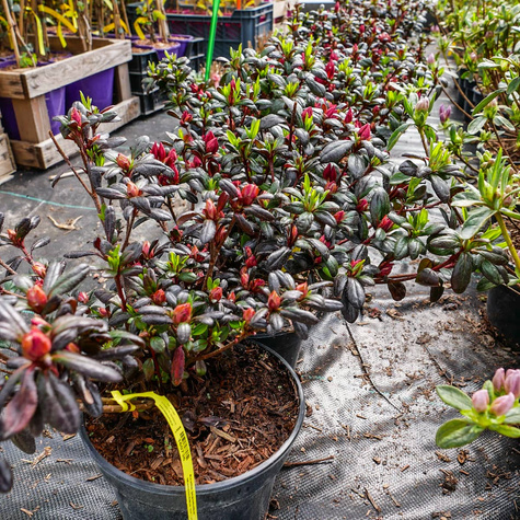 Azalia japońska Maruschka czerwona (C2)