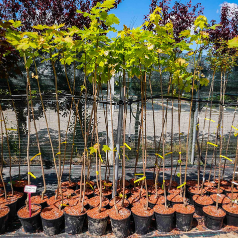 Klon pospolity Priceton Gold szczepiony na pniu