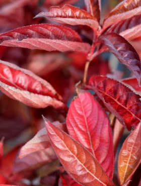 Krzewuszka cudowna Wings of fire (C2)