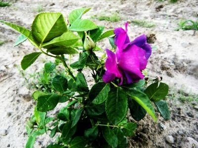 Róża wielkokwiatowa BISKUPIA