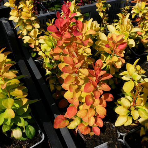 Berberys thunberga Golden Rod (P9)
