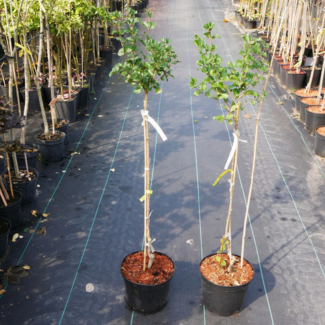 Lilak Meyera Palibin Bez na Pniu Miniaturka Pachnący (C2)