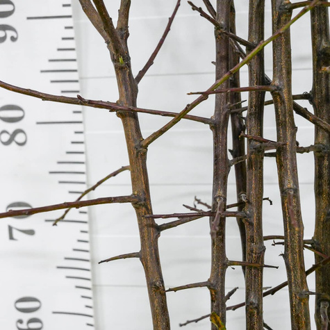 Śliwa Duża Fioletowa Plant Pack