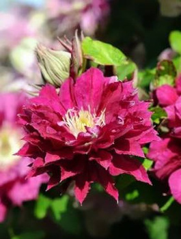Powojnik Clematis wielkokwiatowy Red Star (C2)