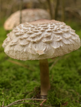 Grzybnia Kania czubajka 120ml