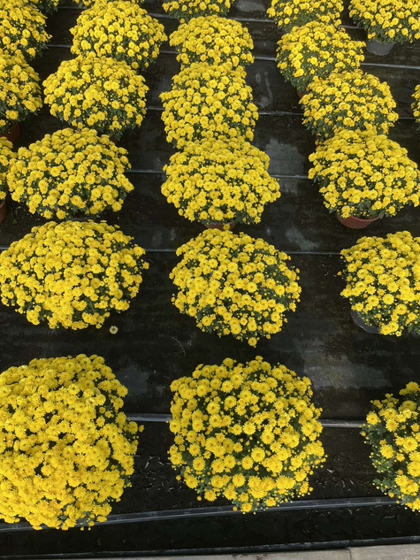 Chryzantema drobnokwiatowa Jasoda Yellow sadzonki w doniczce P11