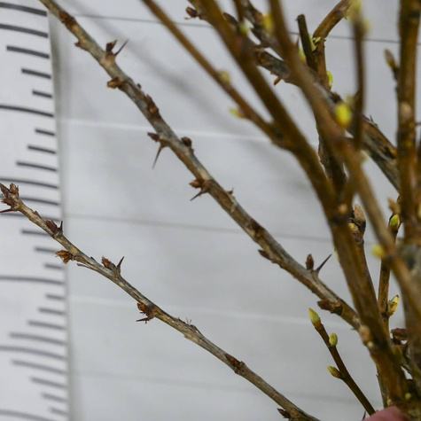 Duo agrest biały i porzeczka czarna na pniu Plant Pack