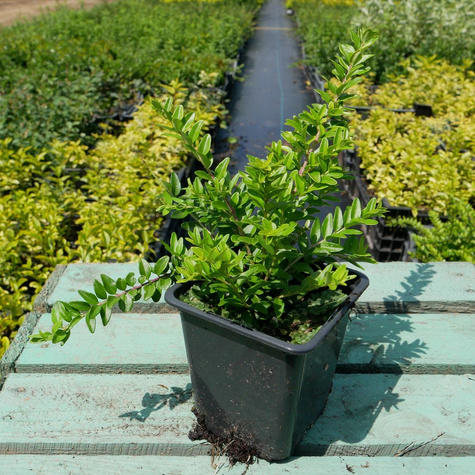 Suchodrzew chiński (P9)