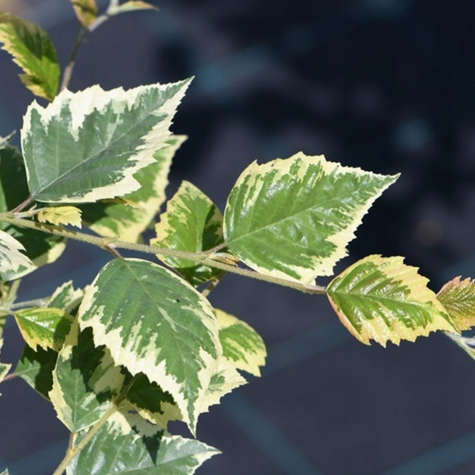 Brzoza Nadrzeczna Czarna Shilon Splash Szczepiona Na Pniu