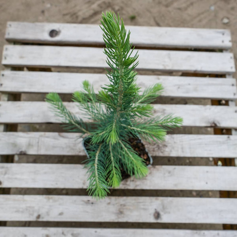 Świerk kłujący Kaibab (P9)