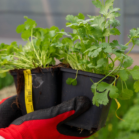 Kolendra siewna (C2)