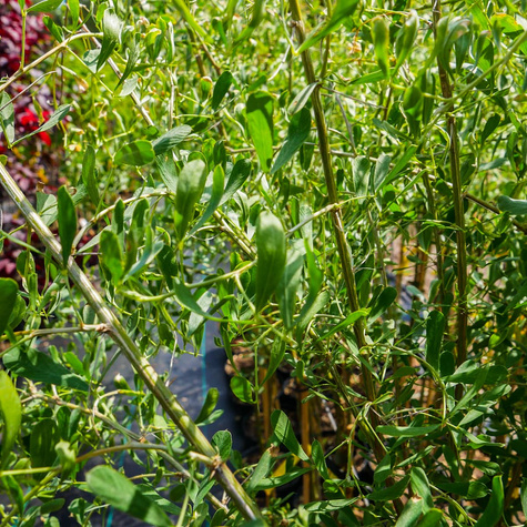 Słonisz Srebrzysty Miododajny Unikat Szczepiony Na Pniu