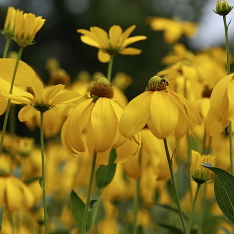 Rudbekia lśniąca (C2)