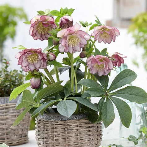 Ciemiernik wschodni Double Ellen Picotee (C2)