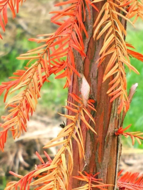 Cypryśnik błotny (P9)