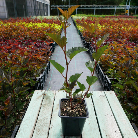 Pęcherznica kalinolistna Red Baron (P9)