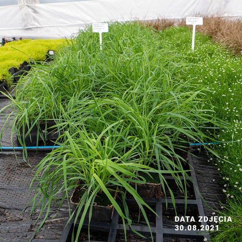 Drżączka średnia Russels