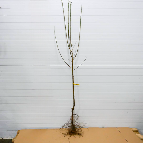 Śliwa japońska Czarna Plant Pack