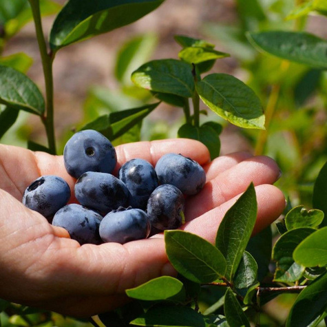 BORÓWKA Zestaw 2 plennych odmian!!!