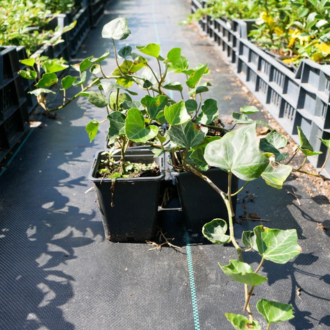 Bluszcz pospolity irlandzki (P9)