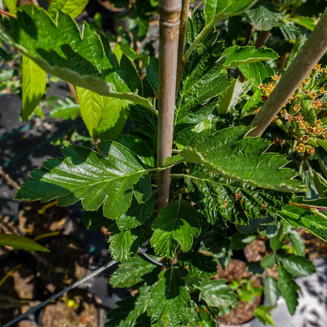 Jarząb szwedzki Brouwes