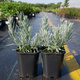 Lawenda wąskolistna Silver Mist (C2)