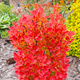 Berberys Thunberga Orange Rocket (C2)