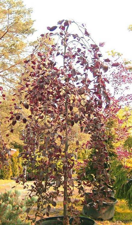 Brzoza brodawkowata Purpurowolistna szczepiona na pniu Pa100-120 H 120-180 obw. 12-14cm)