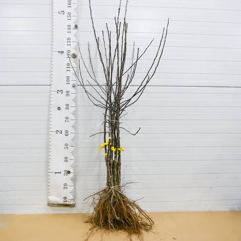 Jabłoń Munka Plant Pack