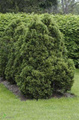 Thuja Tuja Żywotnik zachodni Holmstrup (C2)
