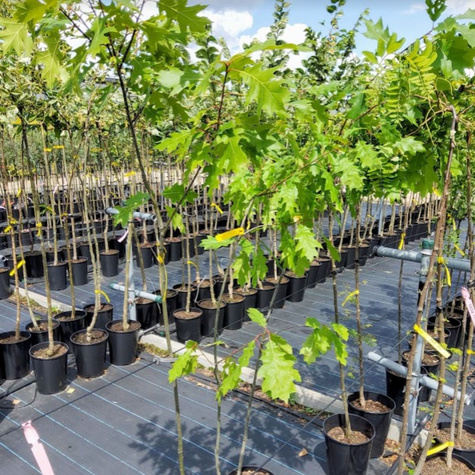 Dąb czerwony (obw. 8-10cm)