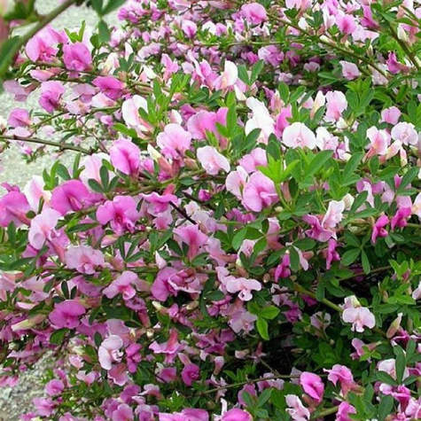 Szczodrzeniec Żarnowiec Purpurowy Atropurpureum (C2)