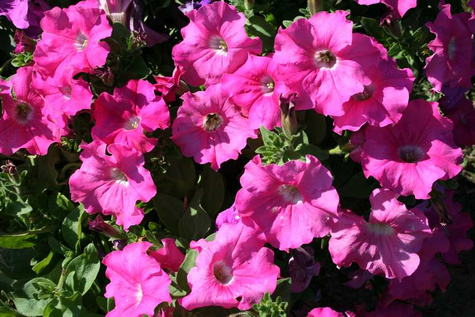 Surfinia różowa NOWOŚĆ Sadzonka