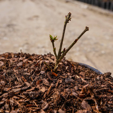 Lilak pospolity Josee