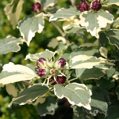 Ketmia syryjska Purpureus Variegatus (C2)