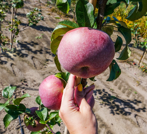 Jabłoń Red Lobo Plant Pack