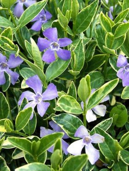 Zestaw Barwinek pospolity Variegata 6 szt