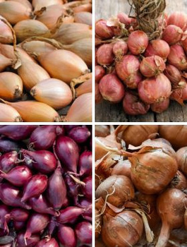 ZESTAW ALLEGRO Cebula dymka Zestaw 4 najpopularniejszych odmian 1kg